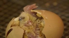 Hvordan dechifteres indholdet af æggene efter udrulning?