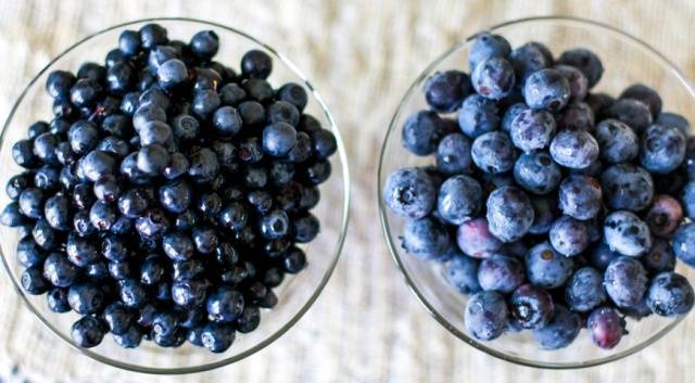 Differences between blueberries and blueberries - properties of berries and their features