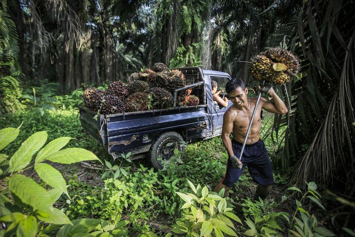 What palm oil is made of and how