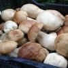 How to cook porcini mushrooms Boiling porcini mushrooms