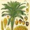 Palmiõli toidus: kahju või kasu Palmiõli: kahju või kasu