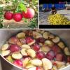 Как приготовить сидр из яблок в домашних условиях