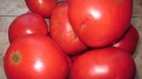 Tomato blanks for the winter: simple recipes with photos Tomatoes in a sauce with oil