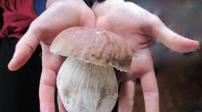 White mushrooms: primary cleaning in the forest, proper processing before cooking White mushrooms how to clean them