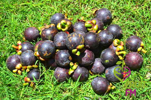 Hämmastav mangustanipuu - maagiline maitse ja uskumatud eelised