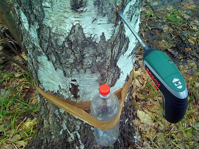 How and when is birch sap collected?