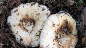 How to pickle white milk mushrooms in a saucepan
