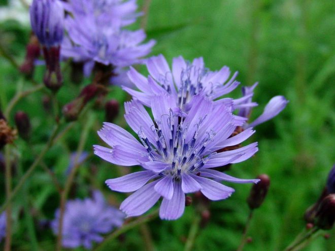 Coffee with chicory benefits and harms