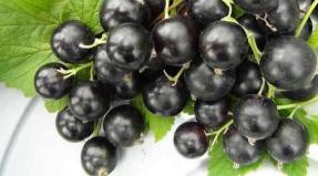 Recipes for winter preparations from black currants What can be made from currants for the winter