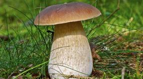 What to do with porcini mushrooms collected in the forest or bought in a store: tips and recipes What can be done from porcini mushrooms