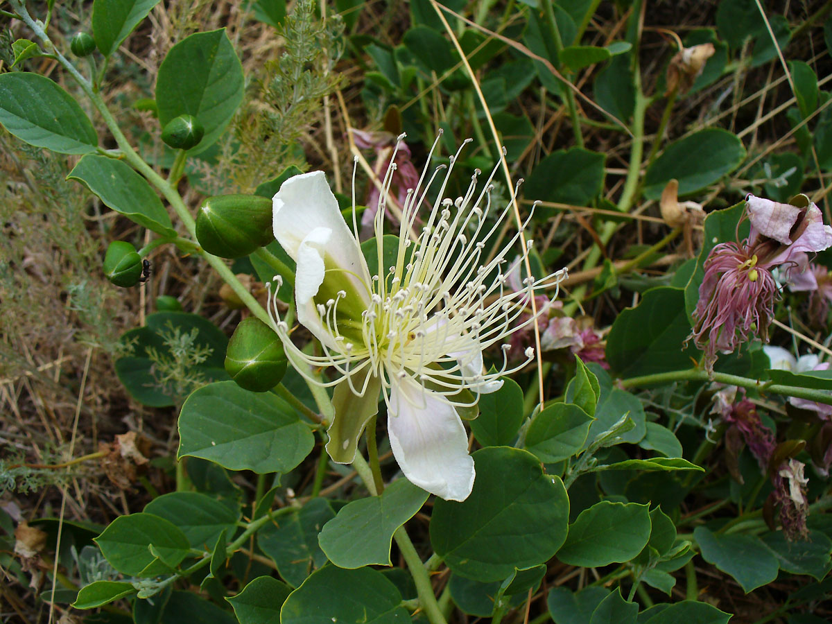 Capers what it is, how they look and what they eat