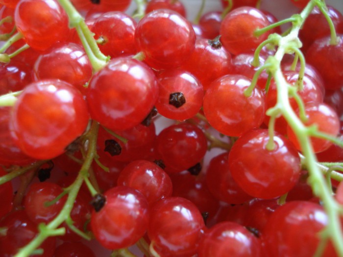 Redcurrant jelly for the winter without cooking