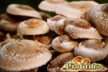 Shiitake mushrooms, benefit and harm