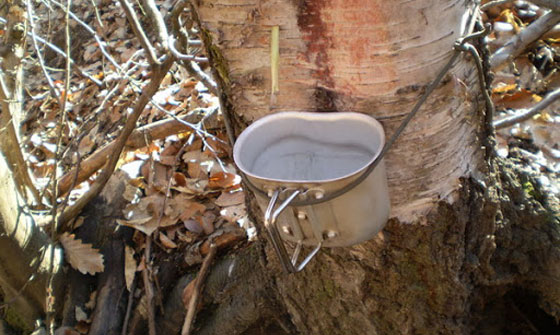 The use of birch sap: is it harmful or beneficial?