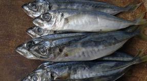 Black Sea horse mackerel: we dry up correctly