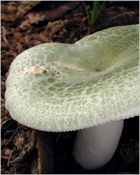 Metoder for å lage russula: supper, salater, stekt og bakt sopp