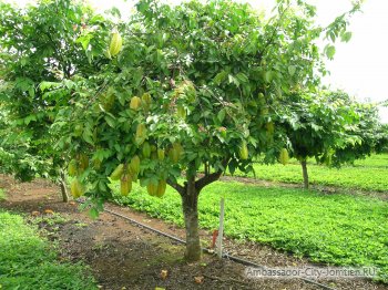 Star fruit carambola