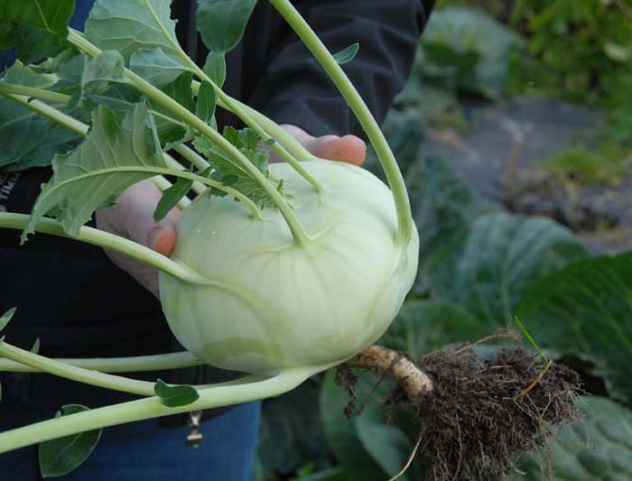 Kohlrabi: hyödyllisiä ominaisuuksia