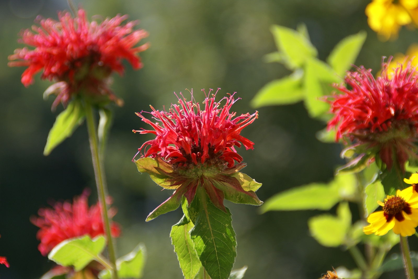 Bergamot là gì (8 ảnh)