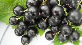 Recipes for winter preparations from black currants What can be made from currants for the winter