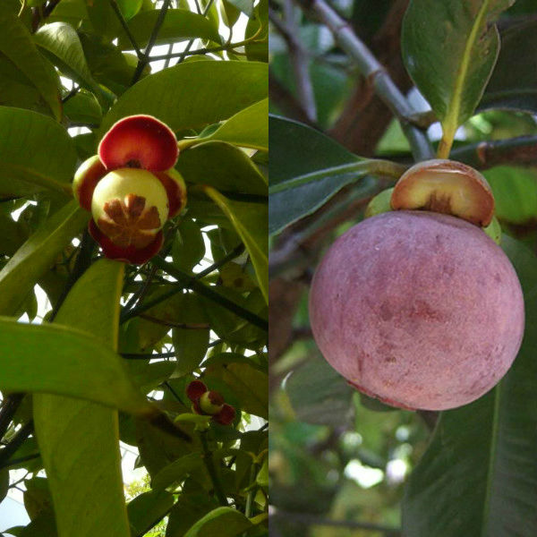 The benefits and harms of mangosteen, methods of its use