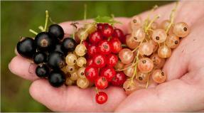 ធ្វើស្រា currant នៅផ្ទះ