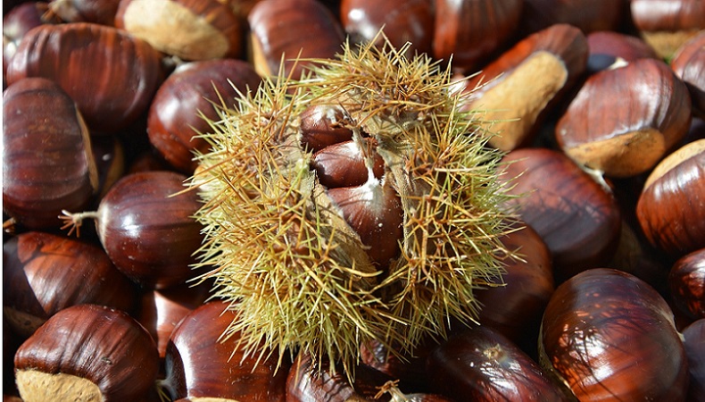 What are valuable edible chestnuts and how to cook them