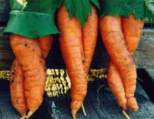 Puzzles about carrots in the Chuvash language