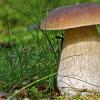 What to do with porcini mushrooms collected in the forest or bought in a store: tips and recipes What can be done from porcini mushrooms