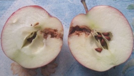Why is an apple getting dark? We answer the questions. Why does an apple darken on a cut