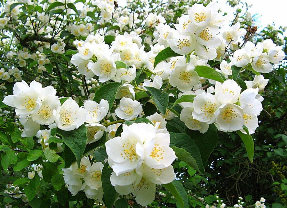 Chubushnik hoặc hoa nhài trong vườn và các đặc tính dược liệu của nó