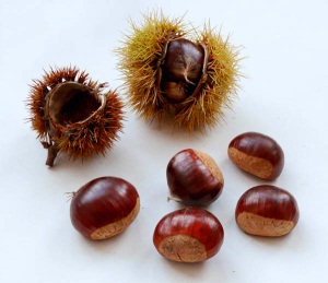 Benefit and harm, calorie edible chestnut