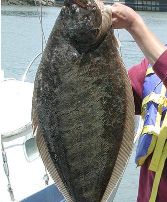 ปลาแมคเคอเรลอบ kcal ต่อ 100 กรัม