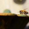 Cách nhận biết mật ong chất lượng bằng mắt thường