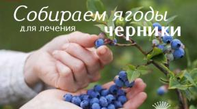 Fordelene ved blåbær og dets anvendelse i traditionelle medicinopskrifter