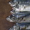 Black Sea horse mackerel: we dry up correctly
